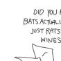 Did-You-Know-Bats 9