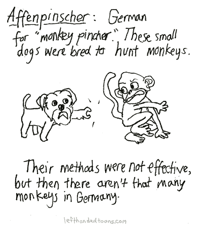 Incorrect Etymology 6: Affenpinscher
